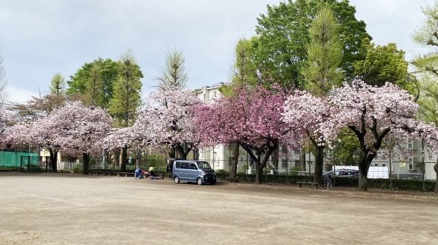 新倉山浅間公園の桜見頃はいつ？･駐車場･アクセス